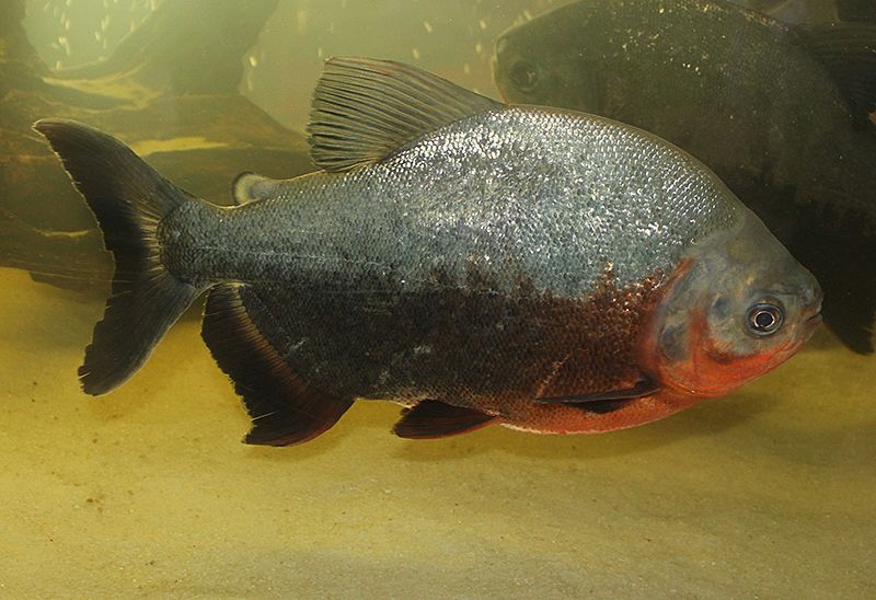red bellied pacu