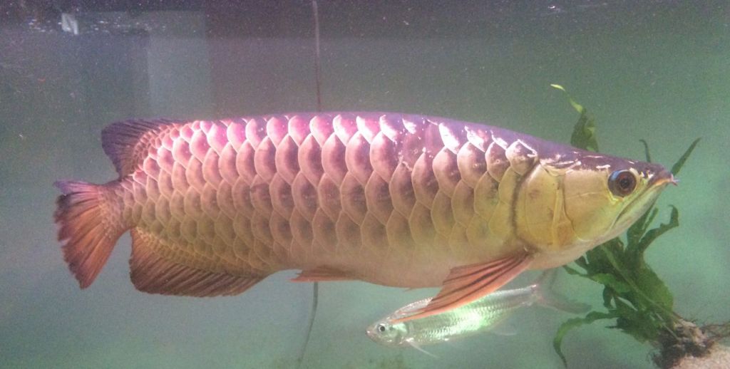 asian arowana 24k