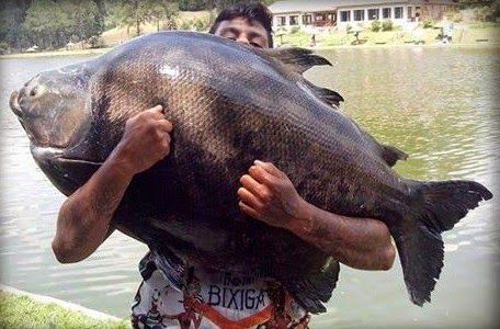 pacu adulto