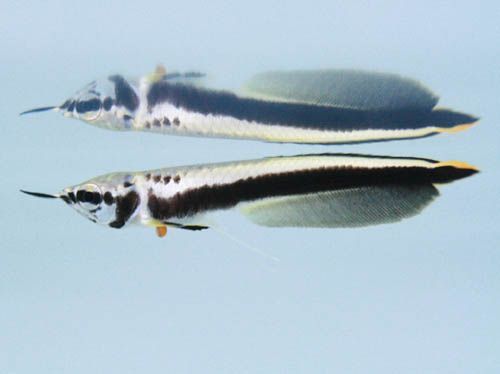 O. ferreirai