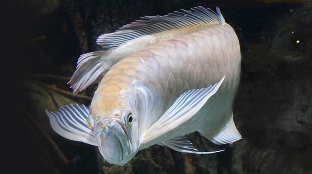Arowana