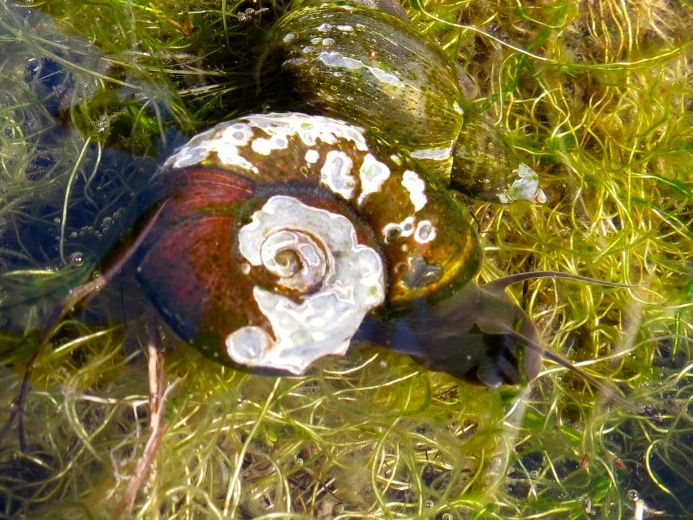 guscio rovinato da carenza di calcio