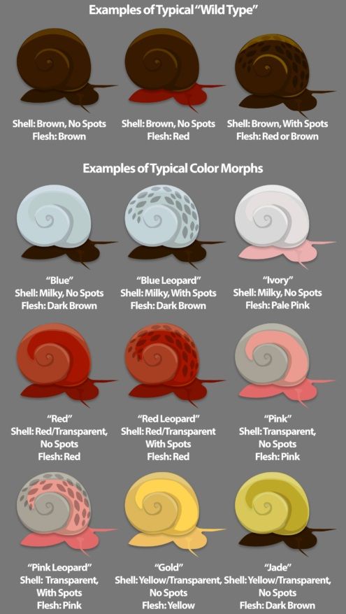 colorazioni