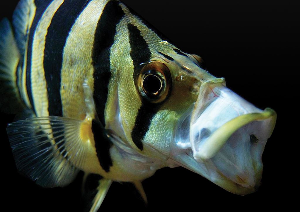 microlepis bocca