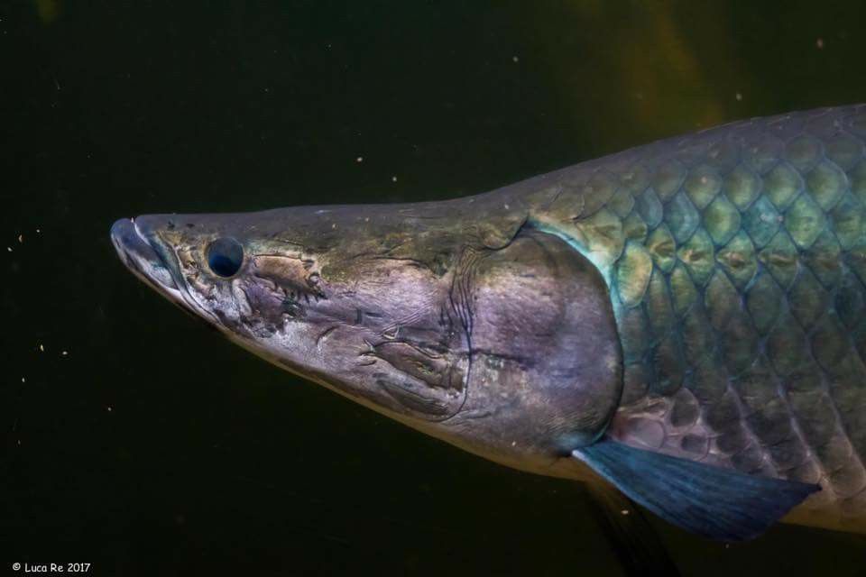 Arapaima gigas