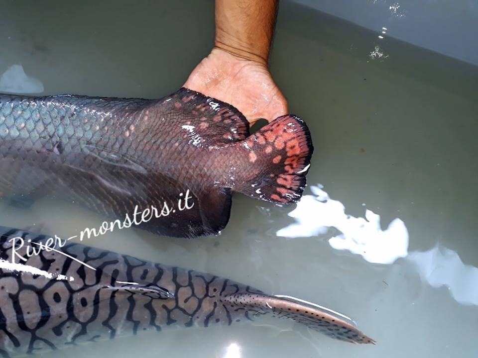 coda.... e P. fasciatum