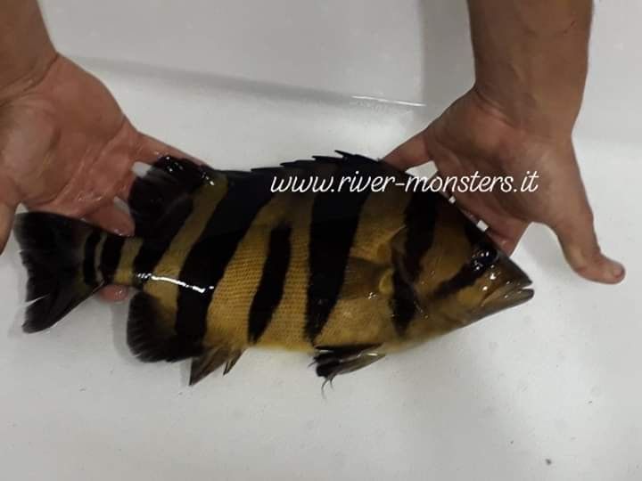 microlepis +35 cm