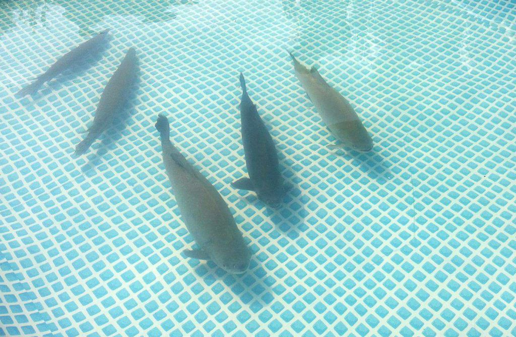 piscina
