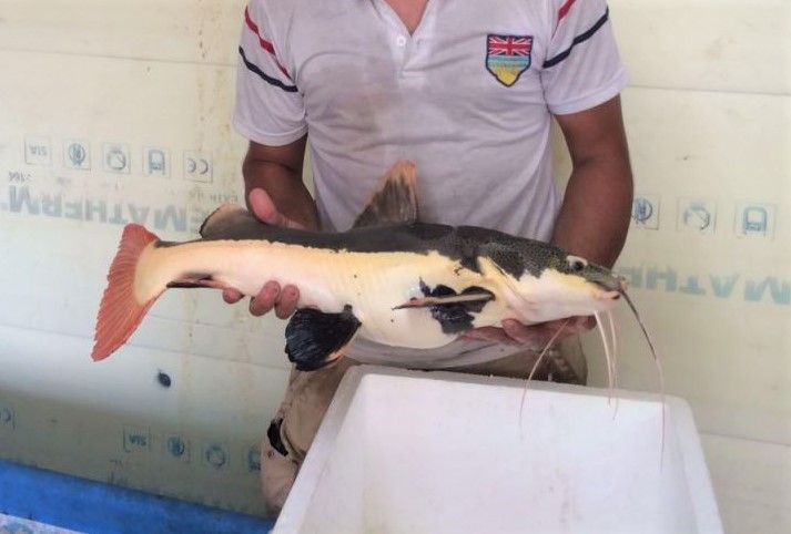 Redtail 70 cm